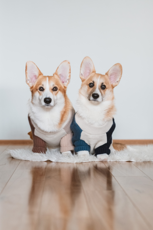 Pembroke Welsh Corgi Puppy For Sale - Fairfield Furbabies